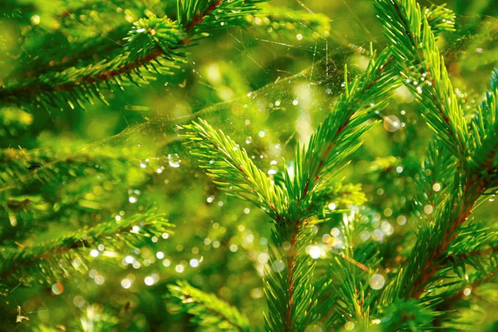 spiderwebs on christmas tree