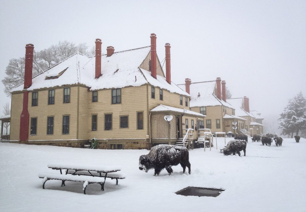 Bison gather in the snow in front of a lodging at Yellowstone National Park. Photo courtesy of the National Park Service.