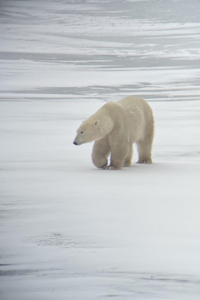 A hungry polar bear waits for hunting season to begin when Hudson Bay ices over in Churchill, Manitoba, Canada. Photo courtesy of Lesley Frederikson.