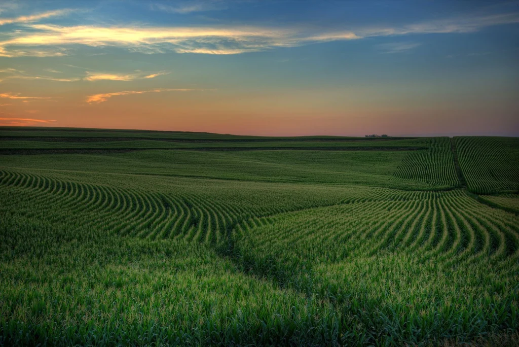iowa cornfield sunset