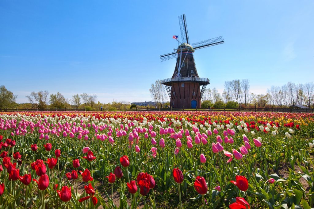  The country's only authentic Dutch windmill and millions of surrounding tulips can be seen in Holland, Michigan. Photo courtesy of Craig Sterken/Dreamstime.com.