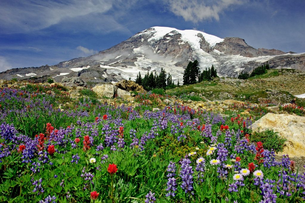 Spring flowers blossom in the shadow of Washington's Mount Rainier. Photo courtesy of Yvonne Baur/Dreamstime.com.
