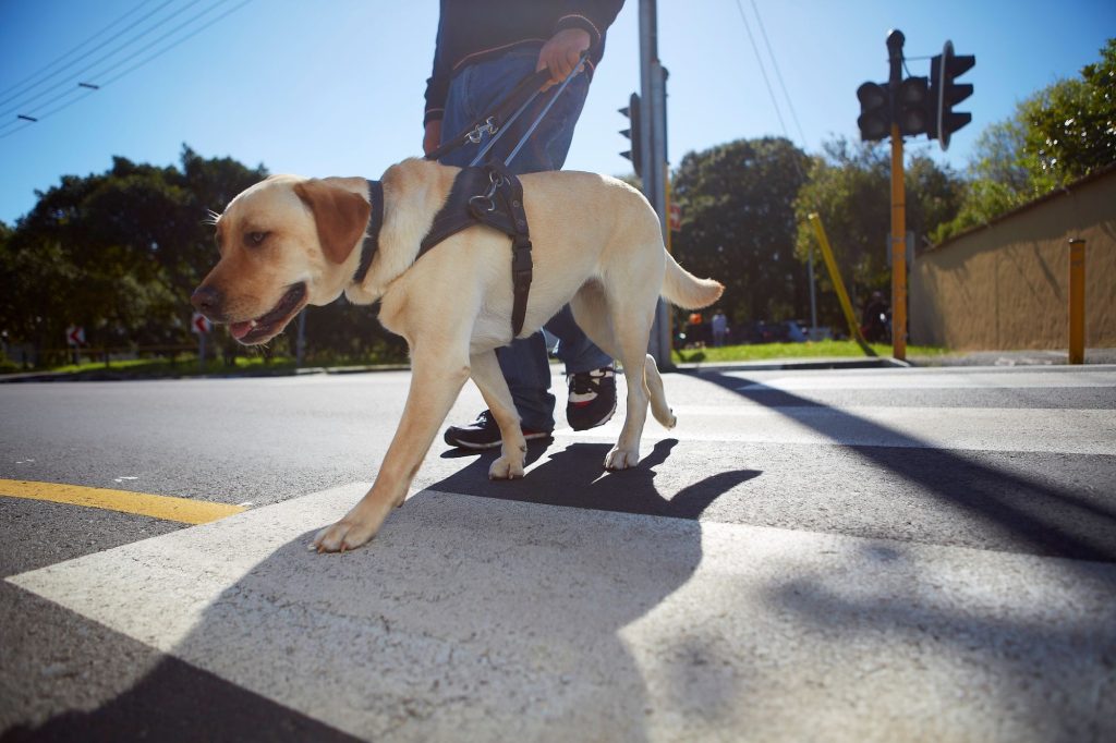 guide dog visually impaired service dog