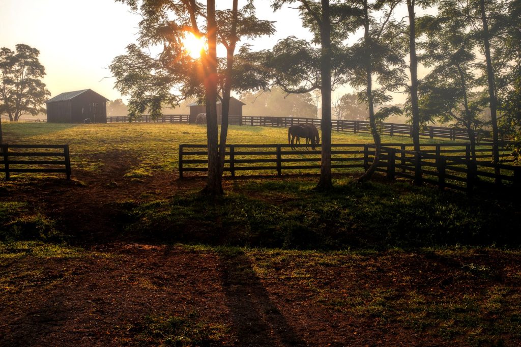 horse farm western ky