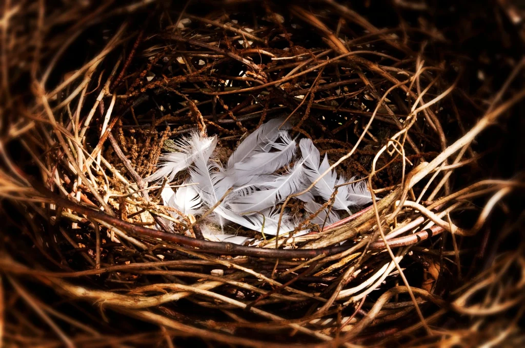 literal empty nest