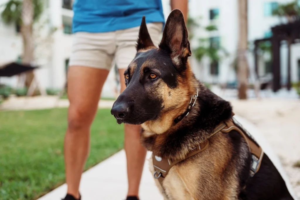 service dog german shepherd dog