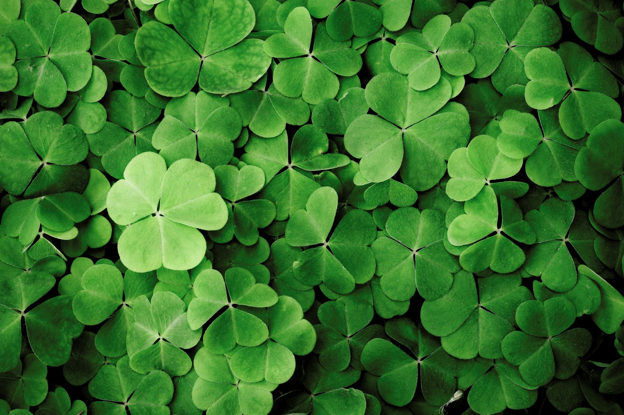 four leaf clovers